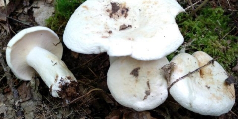 Prsa bibera: fotografija i opis, kako kuhati